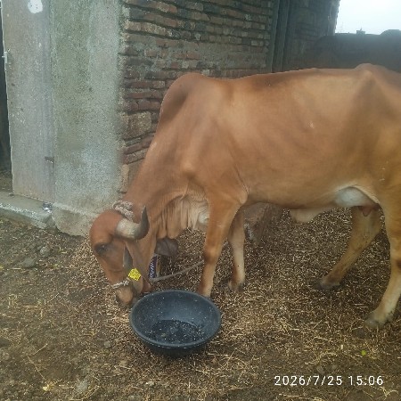 પેલા વેતનની ગાય છે ચાર લીટર દૂધ