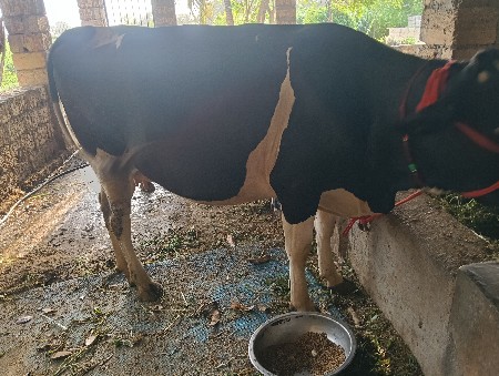 sf પેલું વેતર