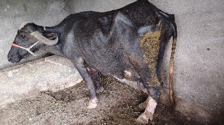 ભેંસ વેચવાની