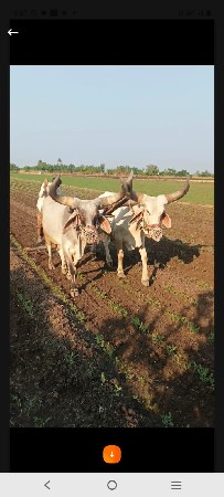 બરધ‌ વેસવાના‌ ‌ નો‌ છે