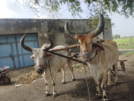 balad vesavana che