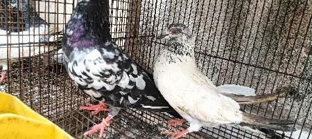 કબૂતર ની જોડી વેચવાની છે ફુલ ઉડાનન