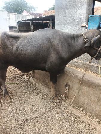 ખડેલિયો પડો