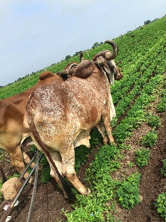 બળદ વેચવા ના છે સાવ સોજા છે