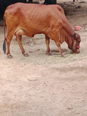 ગાય વેચવાની છે.