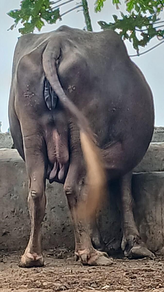 3  જુ વેતર