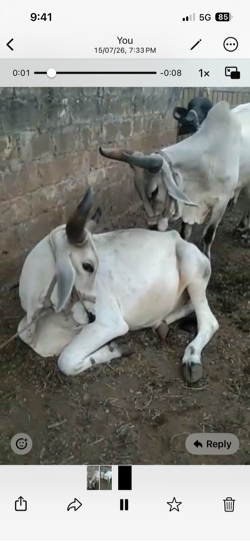 Godhla vechavana che