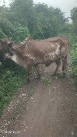 Gir Gay vechvani 6e