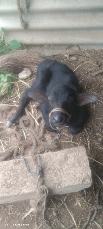 ભેંસ વેચવાની સે