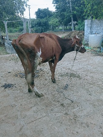ગાય વેચવાની છે