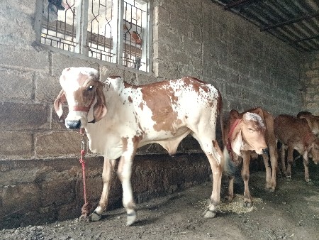 ખૂટ વેચવાનો છે