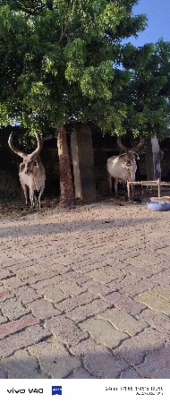 વેસવા ના સે