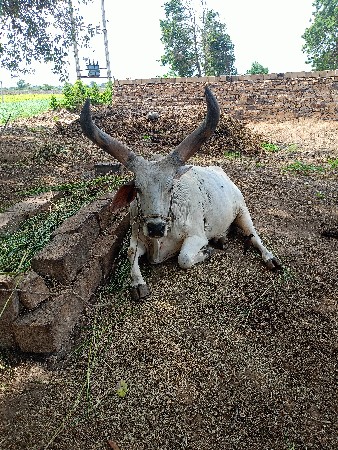 વેચવાના છે