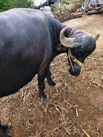 બીજા વેતર મા