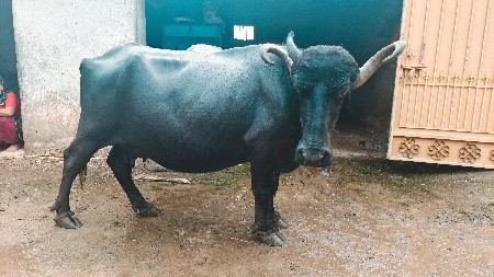 ભેંસ વેચવાની છે
