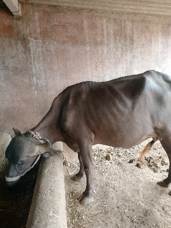 પેહલુ વેતર છે 15 દિવસ કાઠસે