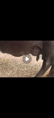 ભેંસ વેચવાની છે.