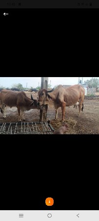 ગાય વેચવાની છે