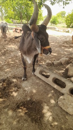 balad
