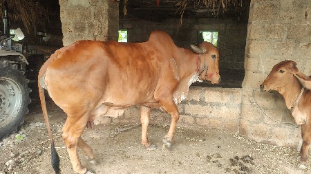 ગાયના  ત્રીજા વેતરમાં છે