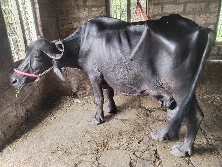 આ ભેંસ વેચવાની છે