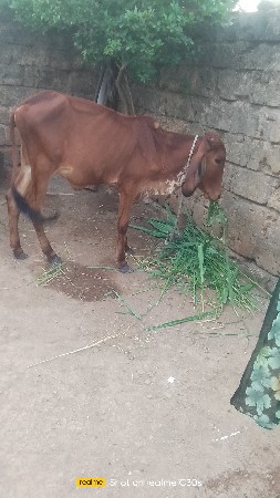 એક એસબ એક ગીર ક્રોસ