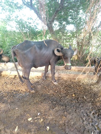ભેસ વેસવાની છે