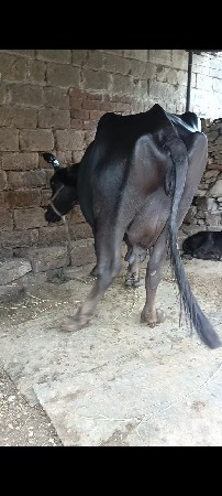 ભેંસ વેચવાની છે વેતર 3