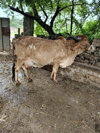 ગાય