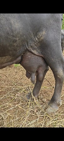 ત્રીજું વેતર વ્યાસે