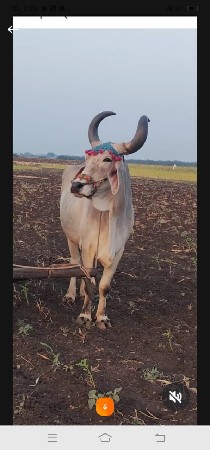 બરદવેચવાનાછે