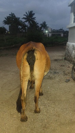 આ ગાય વેચવાની છે