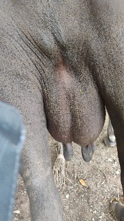 ભેંસ વેચવાની 4વેતર