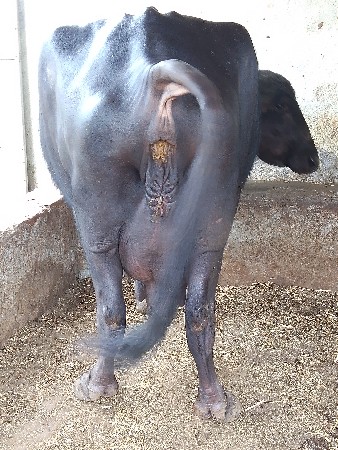 ભેસુ વેચવાની છે