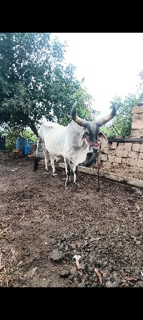 વેશવા નો છે