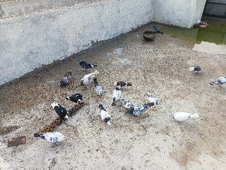 બધા મિક્સમાં છે