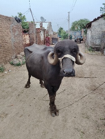 ખડેલી વેચવાની છે