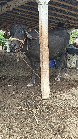 ખડેલી