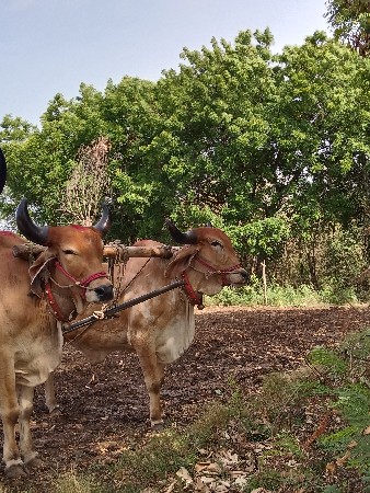 ગોઢલા