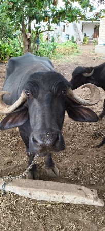 જાફરાબાદી ક્રોસ ગાભણ ભેંસ,4થો વેતર