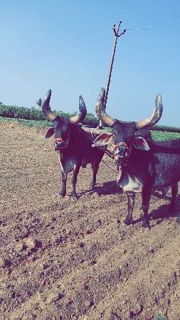 સાવ સોજા બરધ વેચવાના છે