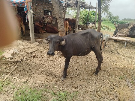 પાડી vesvani છે