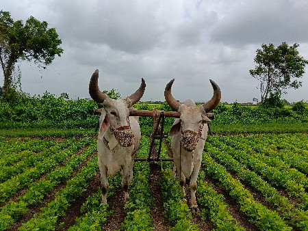 બળદ વેચવાના છે