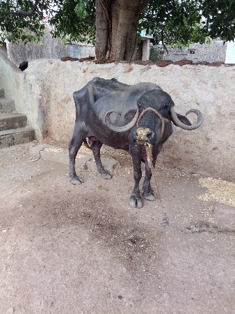 ભેંસ વેચવાની છે