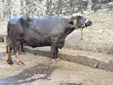 ભૈસ વેચવાની છે.