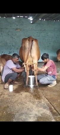 દેશી ગાય વેચવાની છે