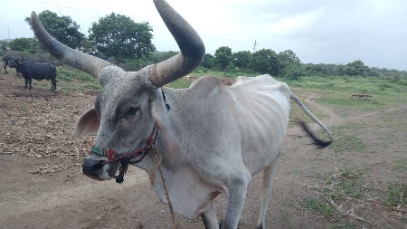 ત્રીજી ઘર.