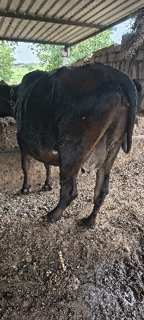 15દિવશ ની કાશી