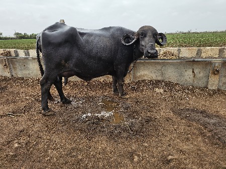 ભેંશ વેચવાની સે