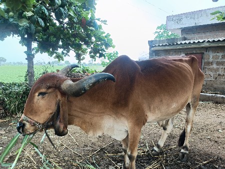 બળદ વેચવાના છે